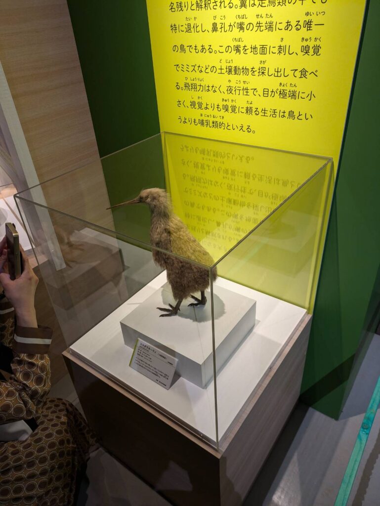 特別展_鳥_キーウィ