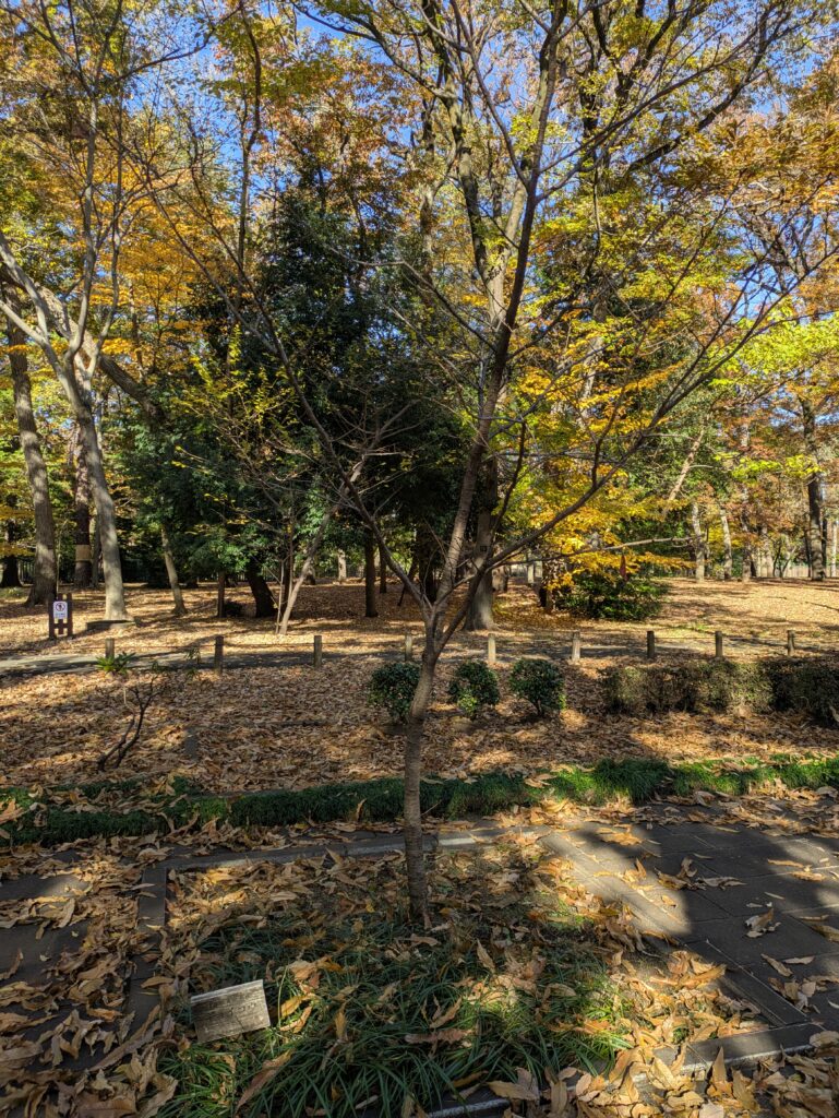 江戸東京たてもの園_2014年の木