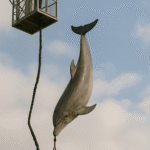 Bungee jumpingをスカイタワーで経験してきたよ