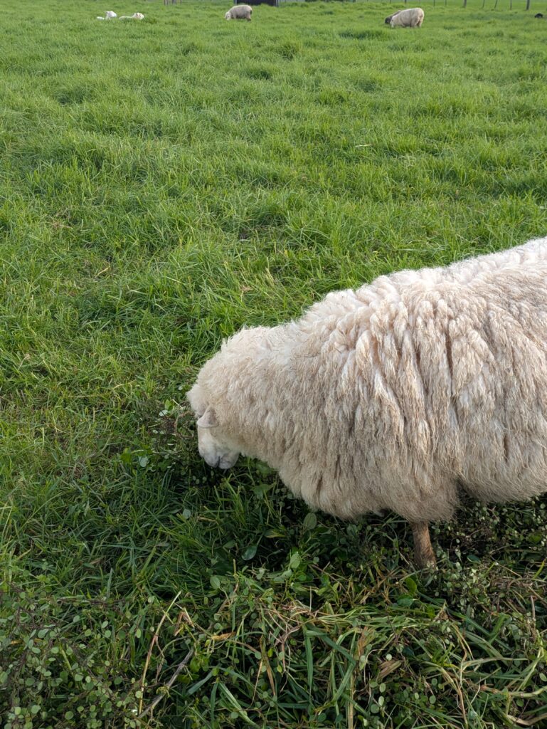 ambury farm_sheep