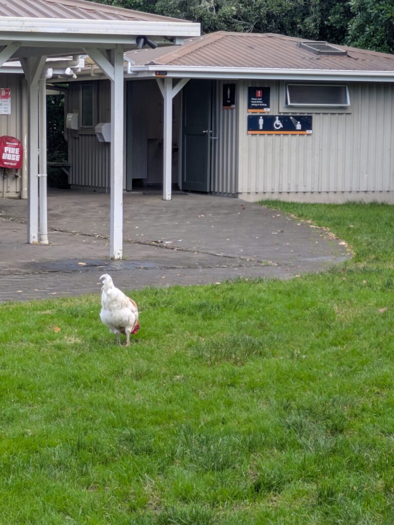 ambury farm_chicken