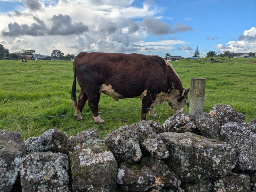 ambury farm_bull