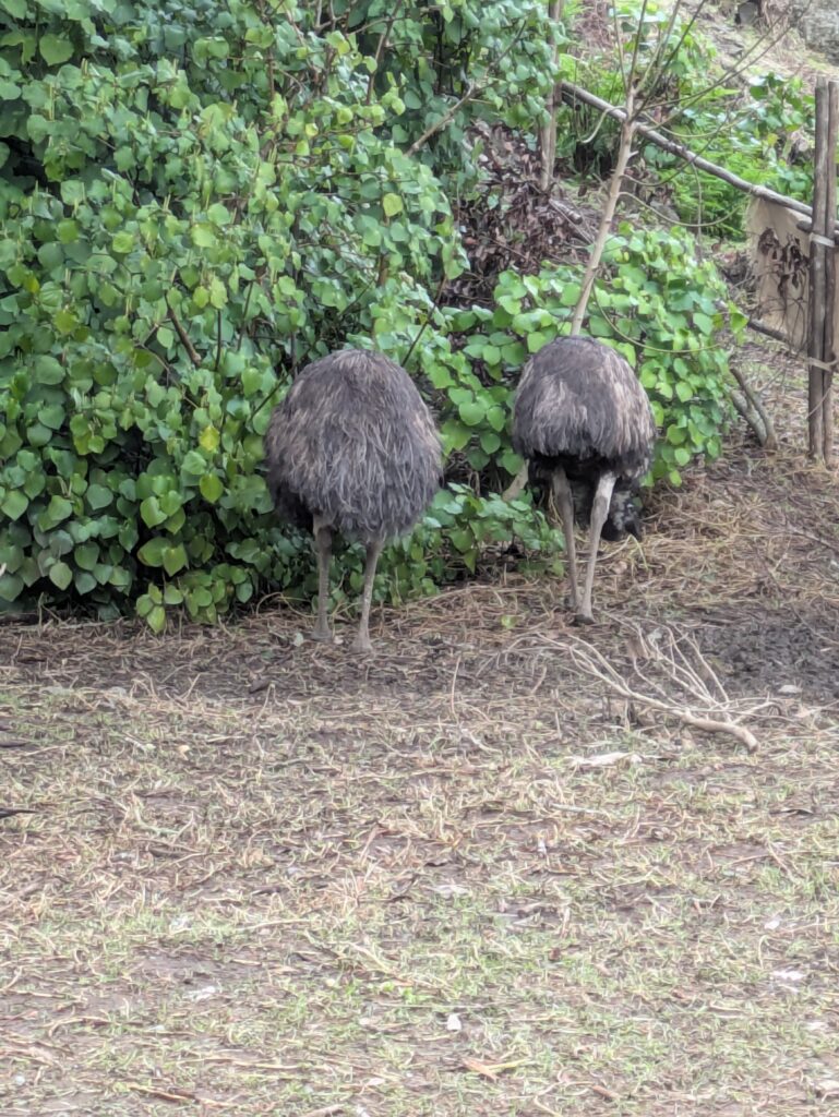 zoo emu