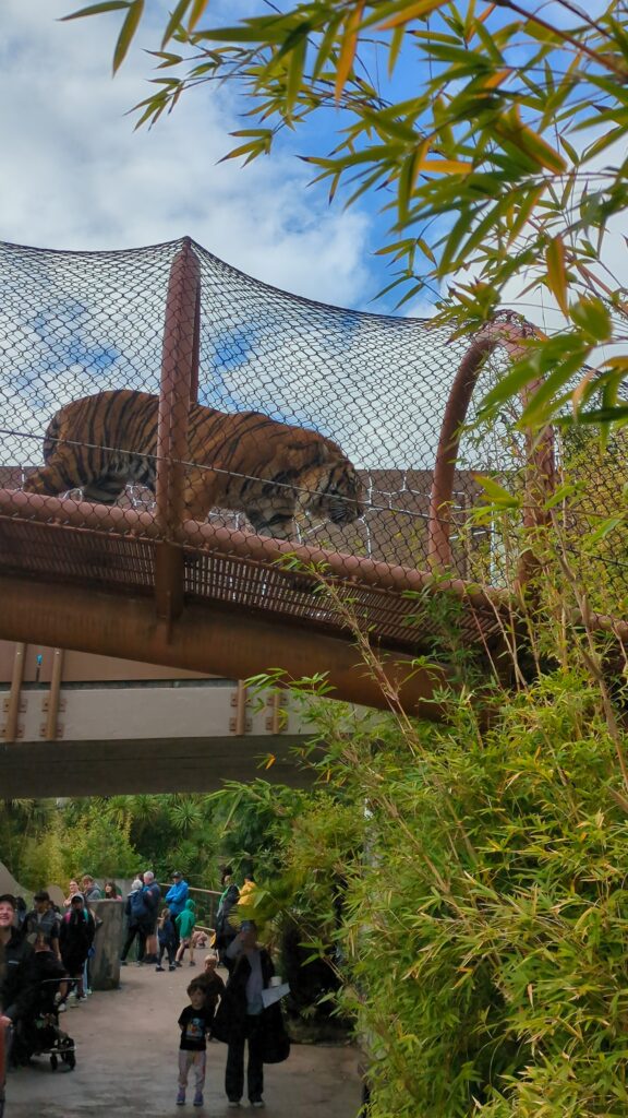 zoo tiger