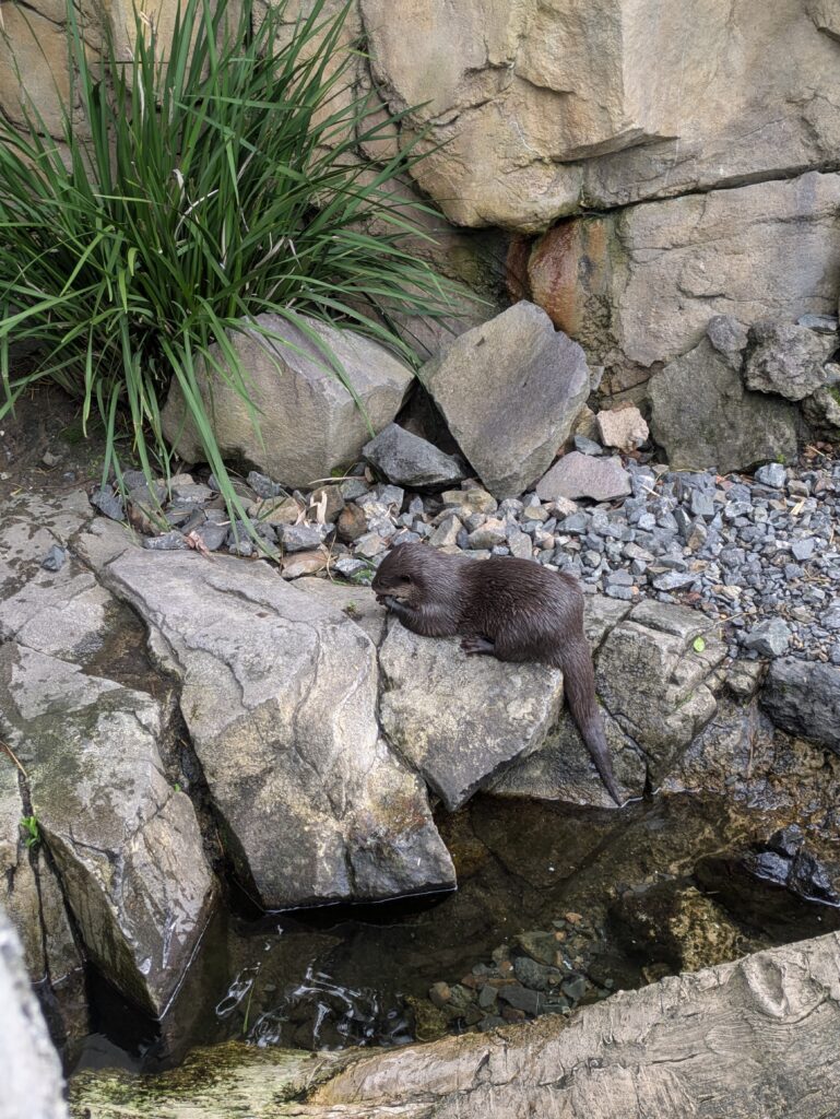 zoo otter