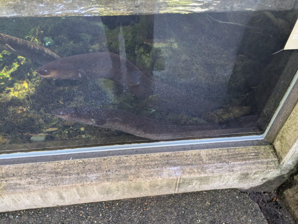 zoo eel