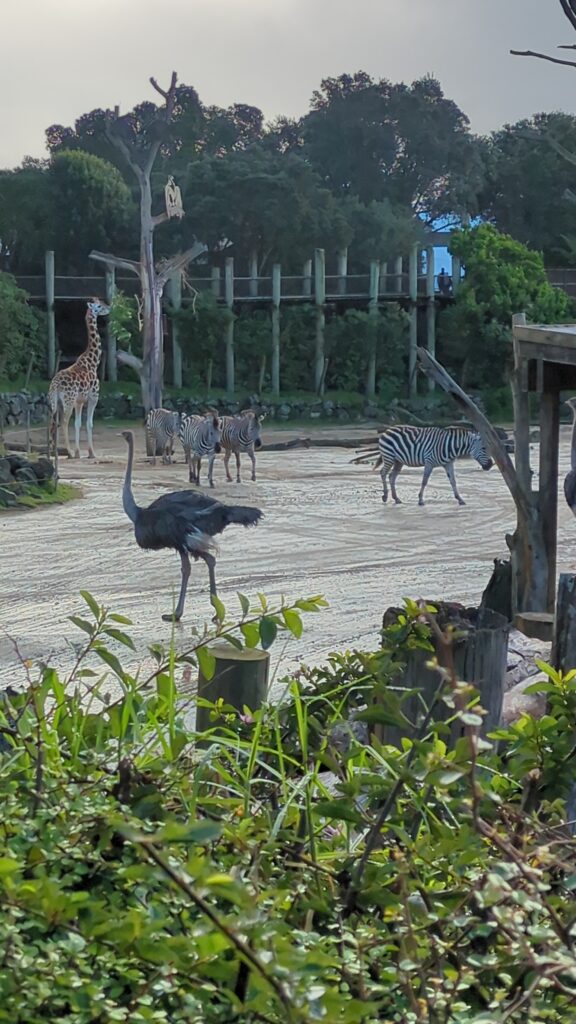 zoo ostrich