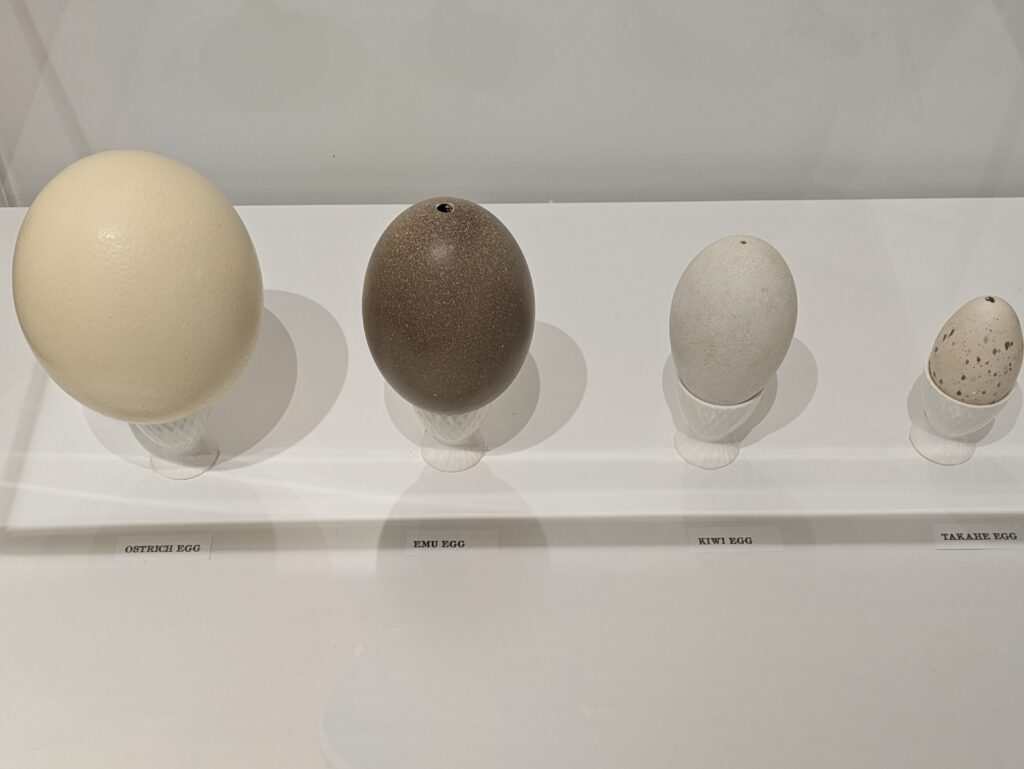 egg