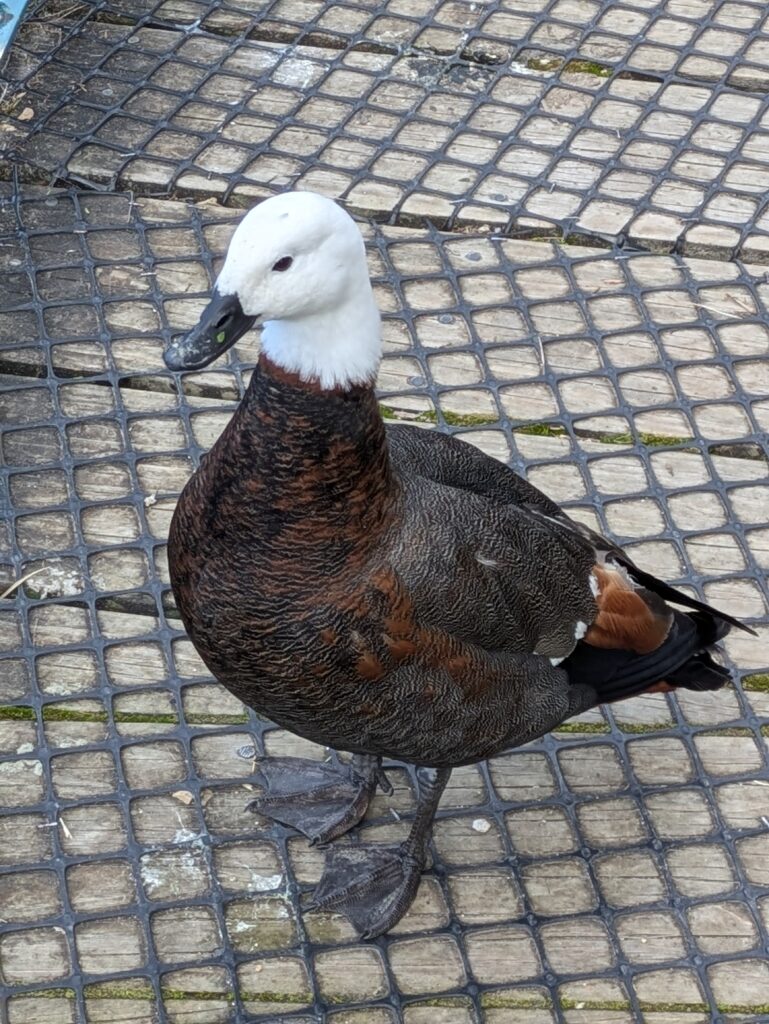 Takaka duck