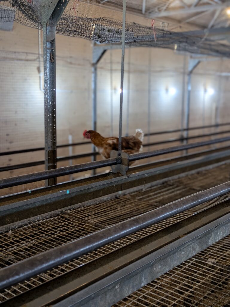 養鶏場 鶏