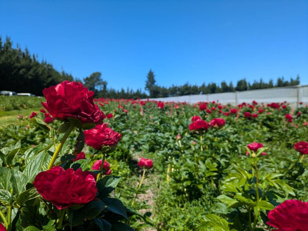 ピッキング peony